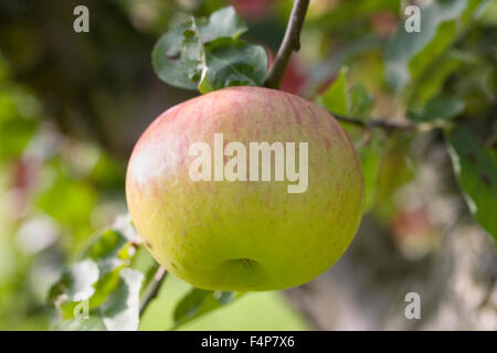 Malus domestica 'Bramley's seedling'. Apples growing in an English orchard. Stock Photo