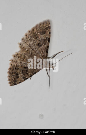 Twenty-plume Moth, Alucita hexadactyla, Alucita polydactyla, Phalaena hexadactyla, Geissblattgeistchen, Geissblatt-Geistchen Stock Photo