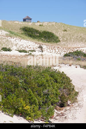 Province Lands at Cape Cod National Seashore.  Sand dune vegetation includes pine & oak trees. Shrubs are plum & berry. Stock Photo