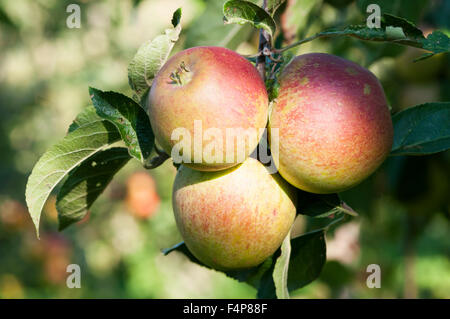 Apples of the type Tydeman's Late Orange growing on a tree. Stock Photo