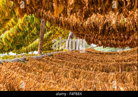 Classical way of drying tobacco Stock Photo