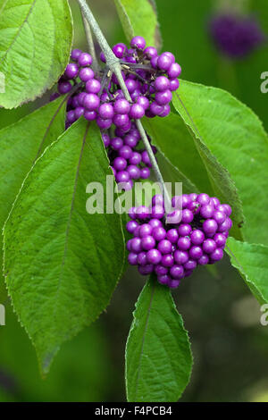 Callicarpa bodinieri Giraldii Profusion, beautyberry, autumn berries on shrub Stock Photo