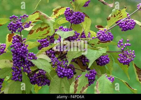 Callicarpa bodinieri Giraldii Profusion, Bodinier's beautyberry, Shrub autumn berries October garden Stock Photo