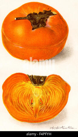 Tamopan Persimmon, A. A. Newton, Yearbook U.S. Department of Agriculture, Plate XL, 1910 Stock Photo