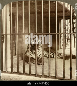 Bengal Tiger, “Man-Eater” at Calcutta, India Underwood & Underwood, Single Image of Stereo Card, 1904 Stock Photo