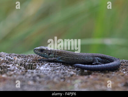 Common Lizard Lacerta vivipara hunting ants on an old pine tree stump Stock Photo