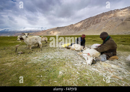 Two nomad shepherds are combing the valuable fine Pashmina wool from Pashmina Goats at Tso Moriri in Changtang area Stock Photo