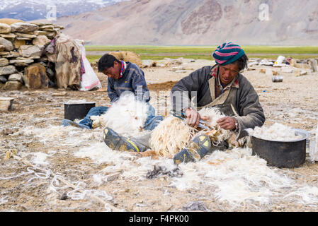 Two nomad shepherds are combing the valuable fine Pashmina wool from Pashmina Goats at Tso Moriri in Changtang area Stock Photo