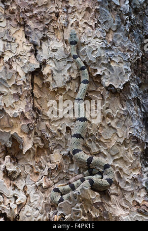 Male Banded Rock Rattlesnake, (Crotalus lepidus klauberi), Gila Wilderness, New Mexico, USA. Stock Photo