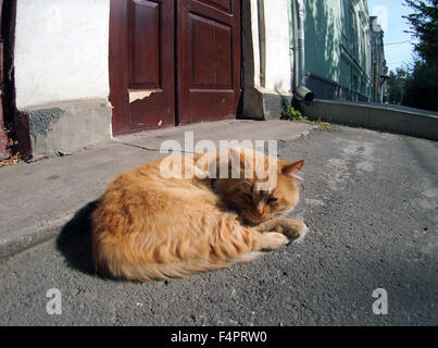 Wide angle view from the perspective distortion on the lonely and homeless cat on the street. Red homeless cat lying on the asph Stock Photo