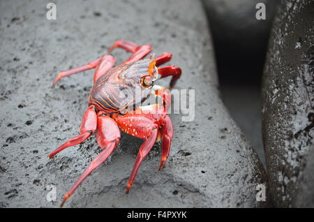 A Sally lightfoot crab (Grapsus grapsus) walks across rocks in the Galapagos Islands. Stock Photo