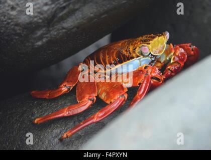A Sally lightfoot crab (Grapsus grapsus) walks across rocks in the Galapagos Islands. Stock Photo