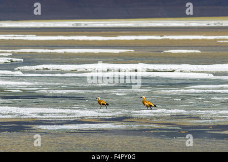 Two Brahmin Ducks, also Ruddy Shelduck (Tadorna ferruginea) are walking at Tso Kar, a fluctuating salt lake, located at an altit Stock Photo