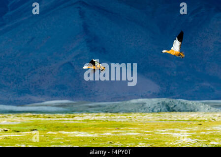 Two Brahmin Ducks, also Ruddy Shelduck (Tadorna ferruginea) are flying at Tso Kar, a fluctuating salt lake, located at an altitu Stock Photo