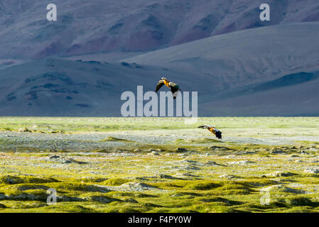 Two Brahmin Ducks, also Ruddy Shelduck (Tadorna ferruginea) are flying at Tso Kar, a fluctuating salt lake, located at an altitu Stock Photo