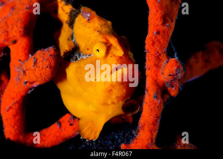 Yellow Frogfish on Orange Coral Stock Photo