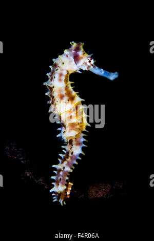 Colorful Seahorse Standing Upright Stock Photo
