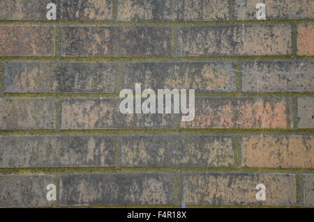 dark moss growing on old bricks Stock Photo