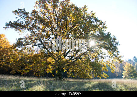 Switzerland, Europe, Baselland, Bubendorf, Wildenstein, oak, tree, autumn, meadow Stock Photo