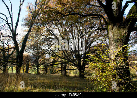 Switzerland, Europe, Baselland, Bubendorf, Wildenstein, oak, tree, oaken grove, autumn, meadow Stock Photo