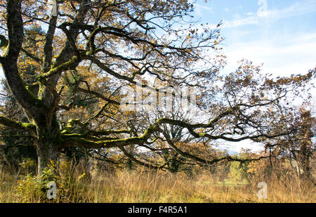 Switzerland, Europe, Baselland, Bubendorf, Wildenstein, oak, tree, oaken grove, autumn, meadow Stock Photo