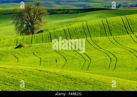 Palouse, rural, farms, tree, agriculture Steptoe Butte, rolling hills, Spring, Eastern Washington, Washington, Colfax Stock Photo