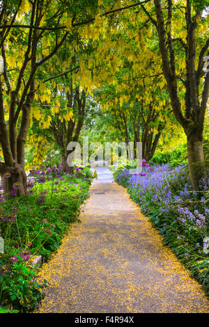 British Columbia, Canada, Vancouver VanDusen, Botanical Garden, botanical, garden, summer, way