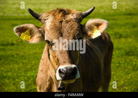 Bavaria, Bos, brown cattle, Germany, Europe, Füssen, house bovine animal, cow, agriculture, agricultural, nature, ear, tag, Allg Stock Photo