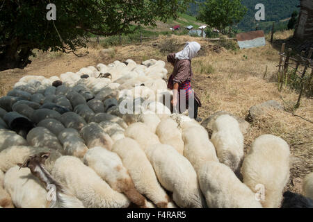 A farmer with her flock of sheep and goats in Almaas,Gilnan, Iran. Stock Photo