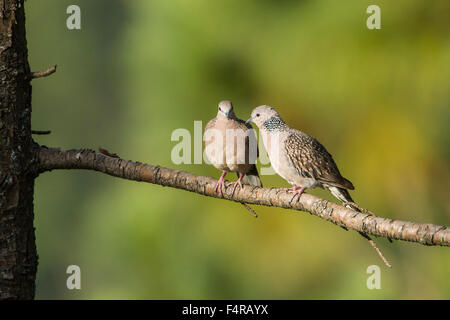 Spotted dove specie Streptopelia chinensis Stock Photo