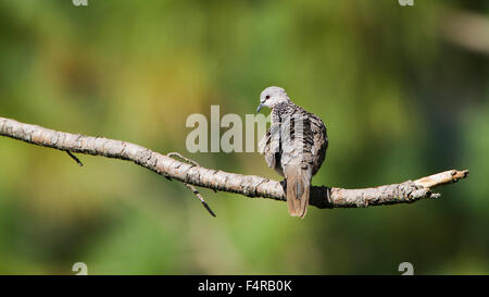 Spotted dove specie Streptopelia chinensis Stock Photo