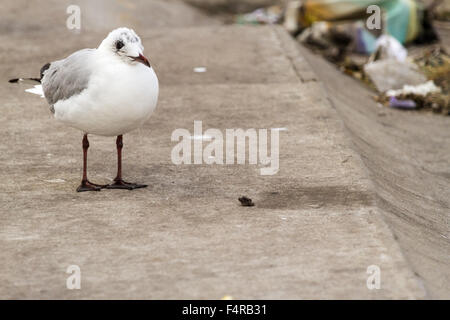 Young seagull with a stone at the harbour Stock Photo