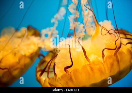 Sea nettle Jellyfish on display in a tank at the National Aquarium in Baltimore, Maryland USA
