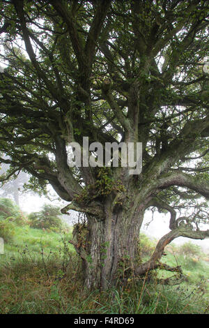Mature Hawthorn tree Crataegus monogyna (Quickthorn) Stock Photo
