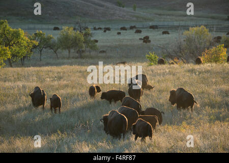 USA; Great plains, South Dakota; Black Hills; Custer; State Park;Bison Stock Photo