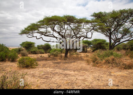 Africa, trees, Lake Manyara, national park, scenery, landscape, safari, travel, savanna, Tanzania Stock Photo