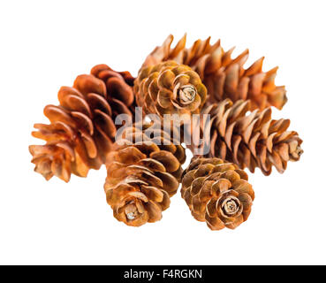 beautiful heap pine cones is isolated on white background Stock Photo