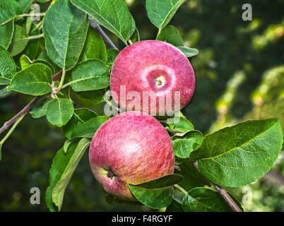 In the garden on the branches of a tree hanging large ripe apples.. Presents closeup. Stock Photo