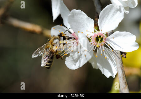 Germany, blossoms, flourishes, bees, spring, fruit blossoms, tree blossoms, blossoming, insects, pollen, flower pollen, Prunus c Stock Photo