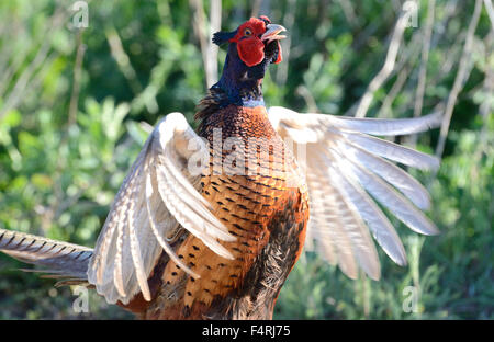 Germany, pheasant, common pheasant, Phasianus colchicus mongolicus, partridges, pheasants, partridge, galliforms, chickens, mati Stock Photo