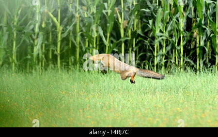 Germany, red fox, fox, predator, canids, European fox, Vulpes vulpes, foxes, young, fox, Germany Stock Photo