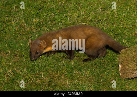 Pine Marten (Martes martes) in Western Scotland.  A small cat sized mammal. Stock Photo