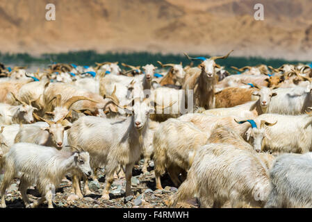 A flock of goat and sheep is grazing on a hill above the Indus Valley Stock Photo