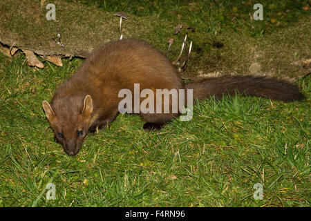 Pine Marten (Martes martes) in Western Scotland.  A small cat sized mammal. Stock Photo