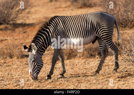 Grévy's zebra (Equus grevyi), grazing, Samburu National Reserve, Kenya Stock Photo