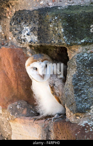 Barn owl (Tyto alba), sitting in a wall, captive, Vulkaneifel, Germany
