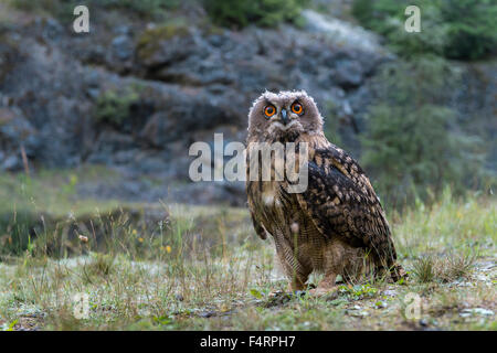 Eurasian eagle-owl (Bubo bubo), captive, sitting on ground, Vulkaneifel, Germany Stock Photo