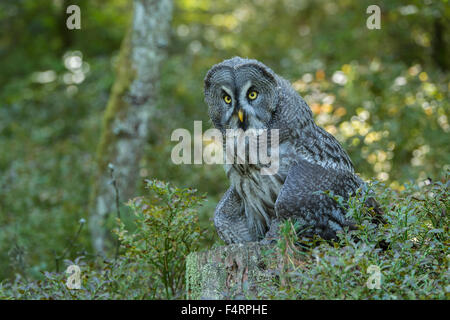 Great grey owl (Strix nebulosa), captive, Vulkaneifel, Germany Stock Photo