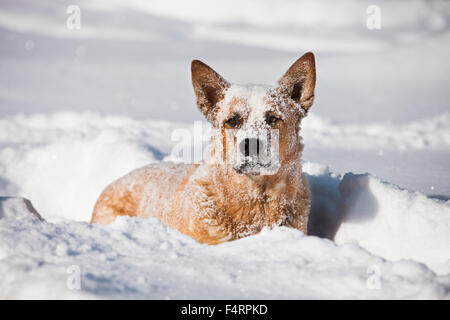 Australian Cattle Dog, male, red, standing in deep snow, North Tyrol, Austria Stock Photo