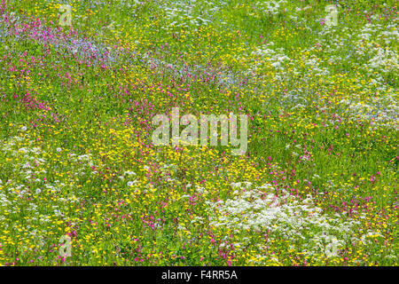 Flower, flowers, flower meadow, rich coloring, flora, spring, crowfoot, background, chervil, mass, pattern, red campion, Switzer Stock Photo